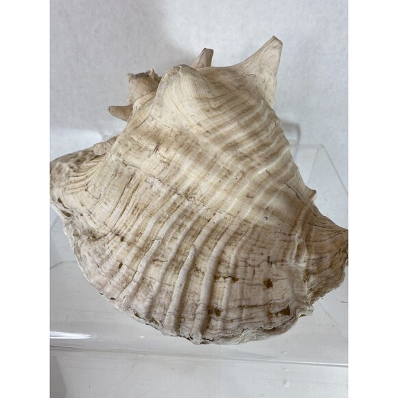 Decorative Extra Large Queen Ocean Pink Conch Seashell Shells 10.5” Natural 4+lb - Picture 8 of 9